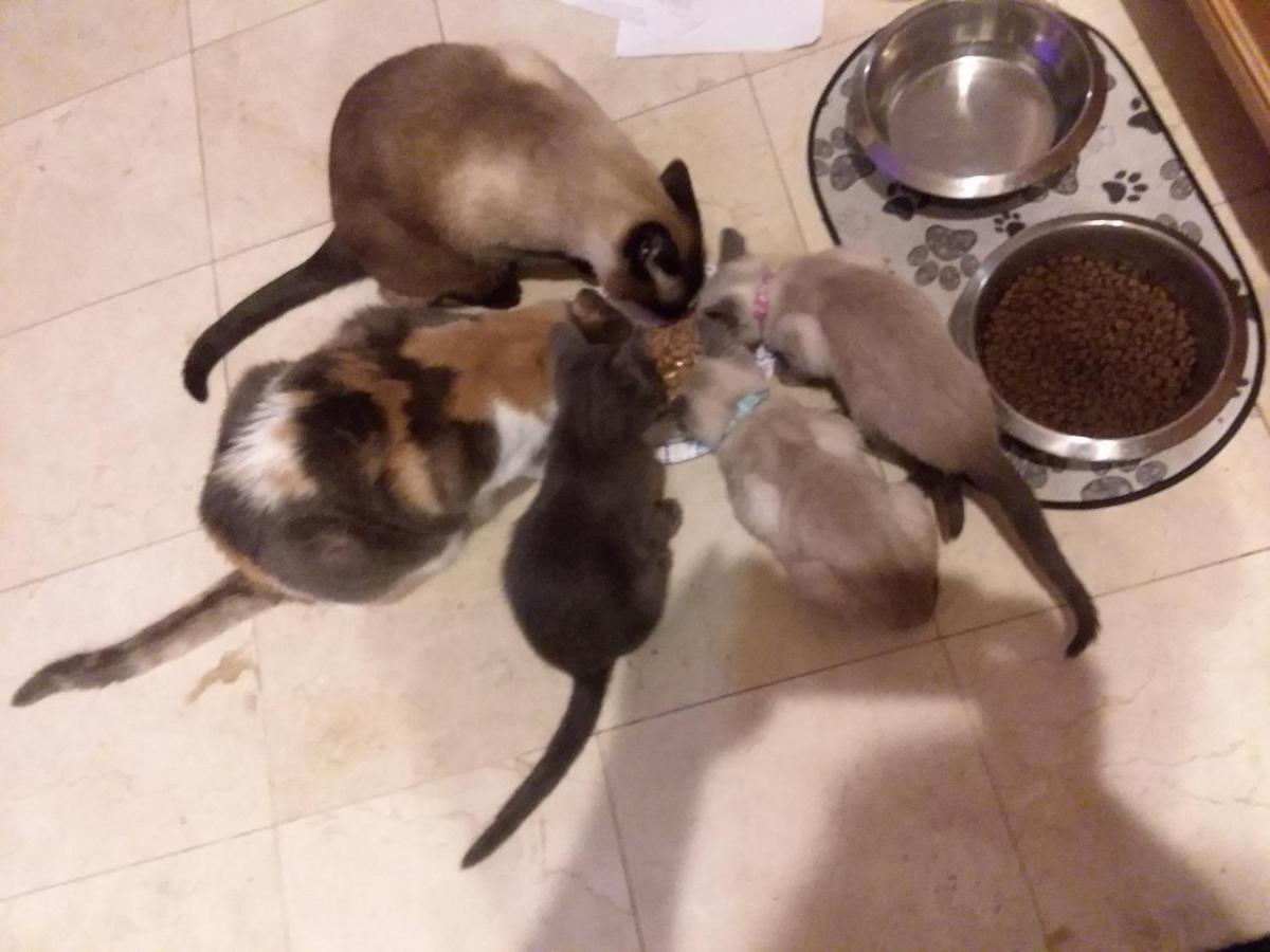 לאס וגאס Catmosphere מראה חיצוני תמונה